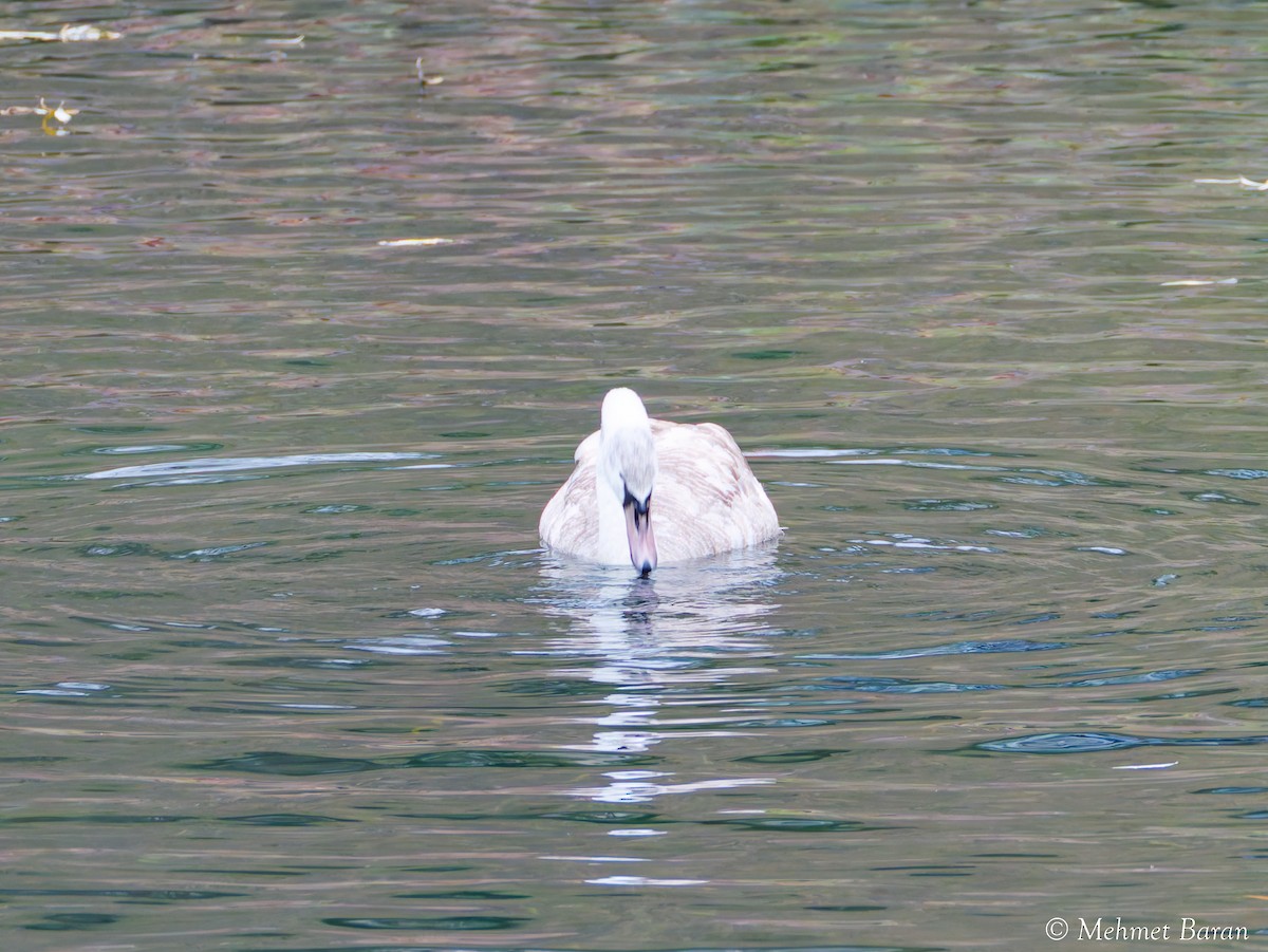 Cygne tuberculé - ML647773552