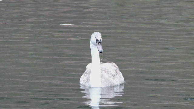 labuť velká - ML647773555