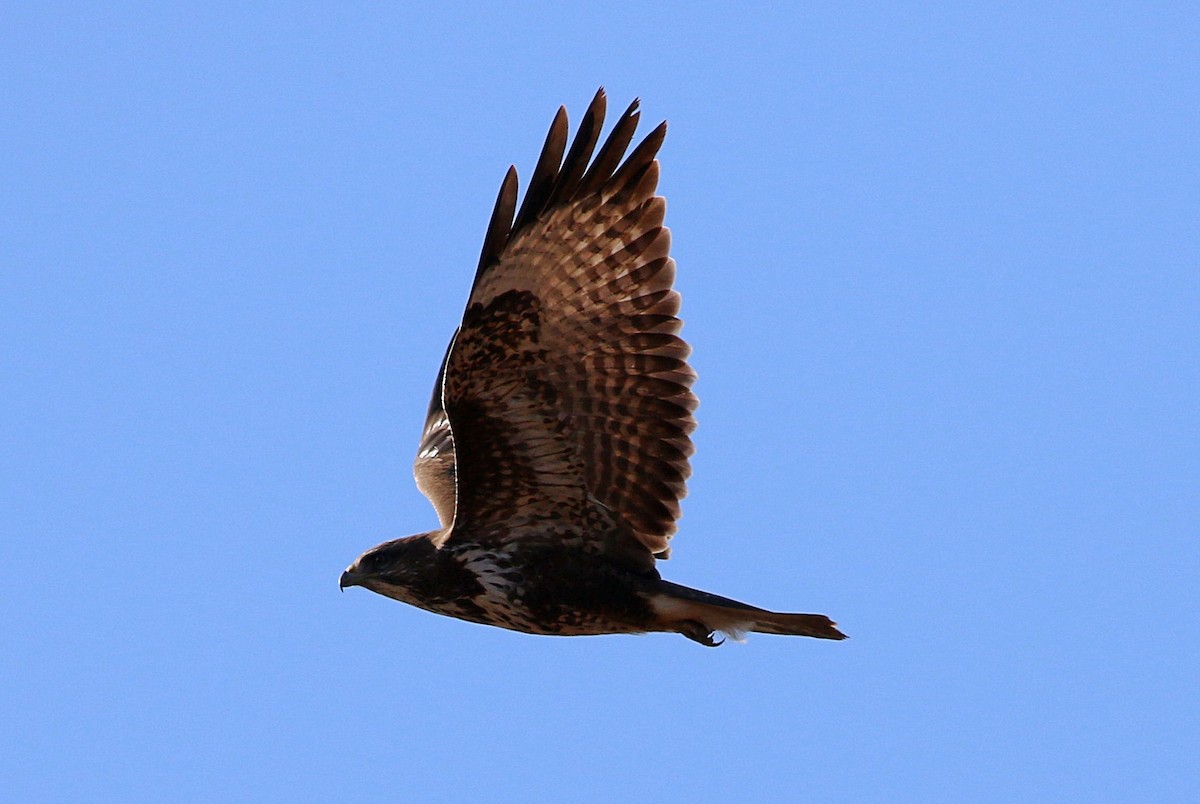 Buse variable - ML647773560