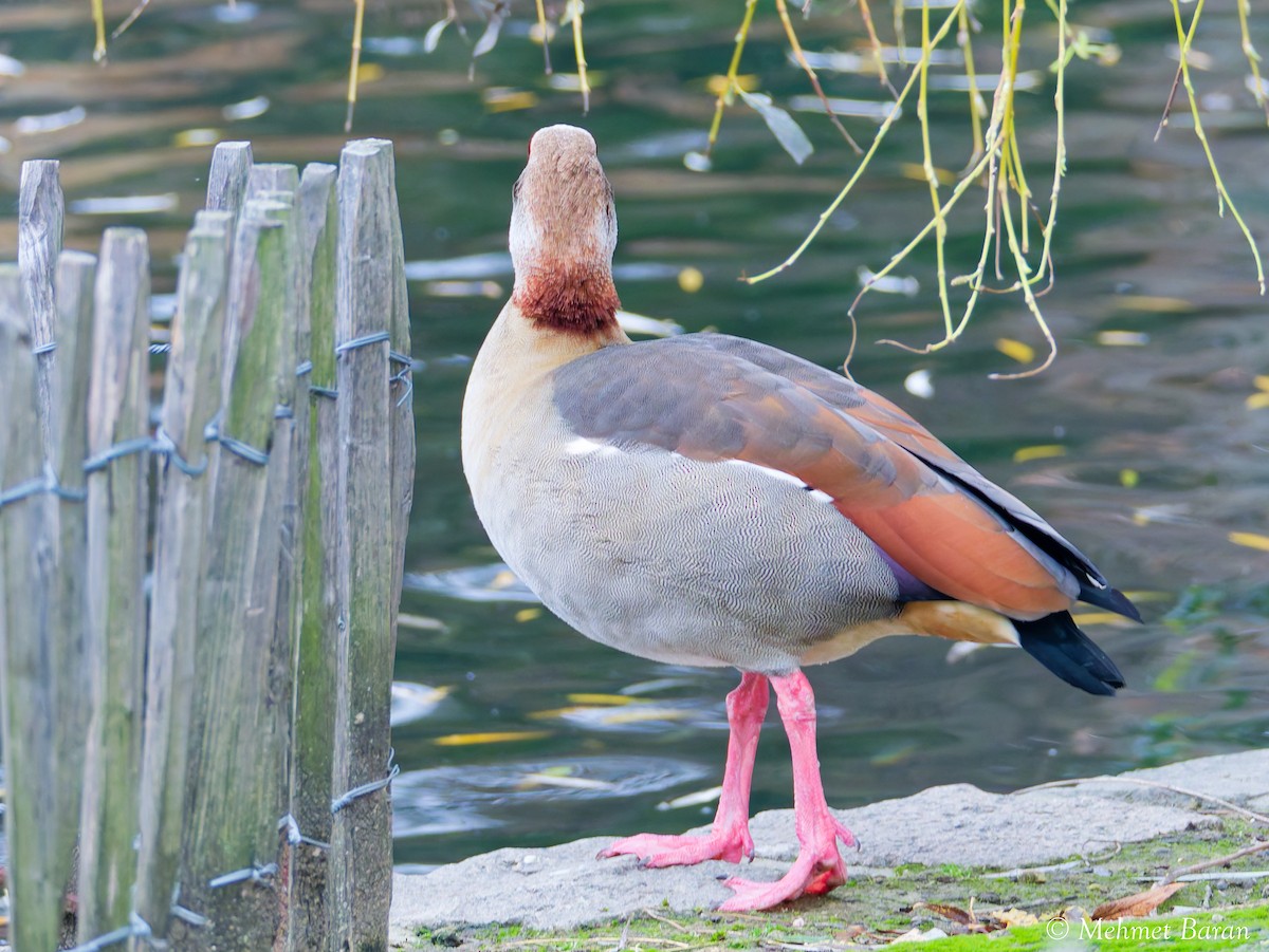 Ouette d'Égypte - ML647773569