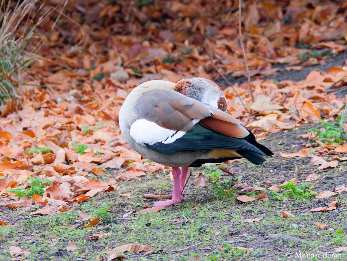 Ouette d'Égypte - ML647773570