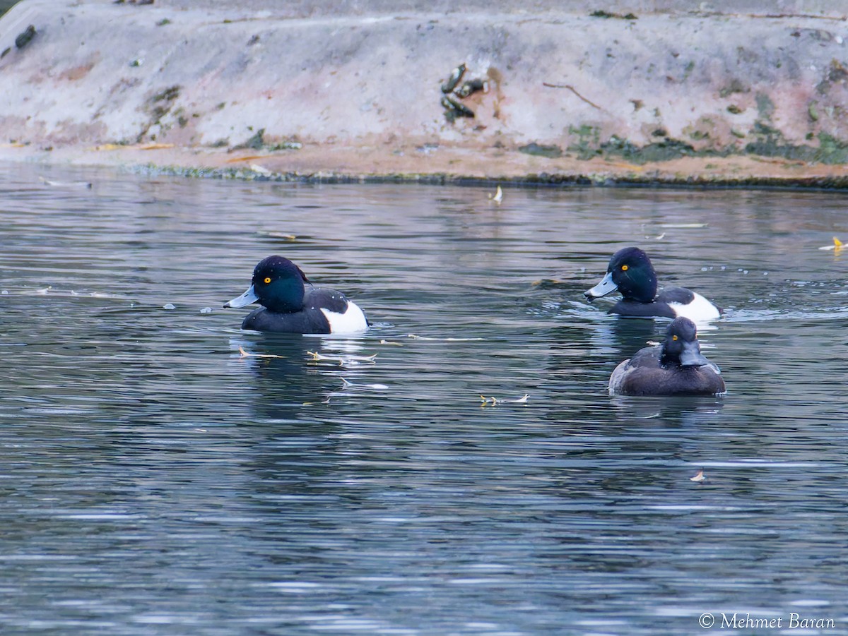 Fuligule morillon - ML647773579