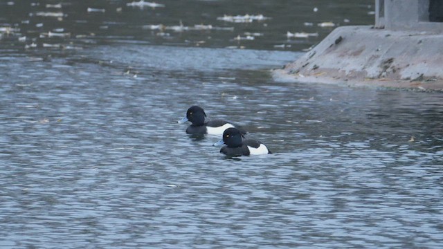 Tufted Duck - ML647773586