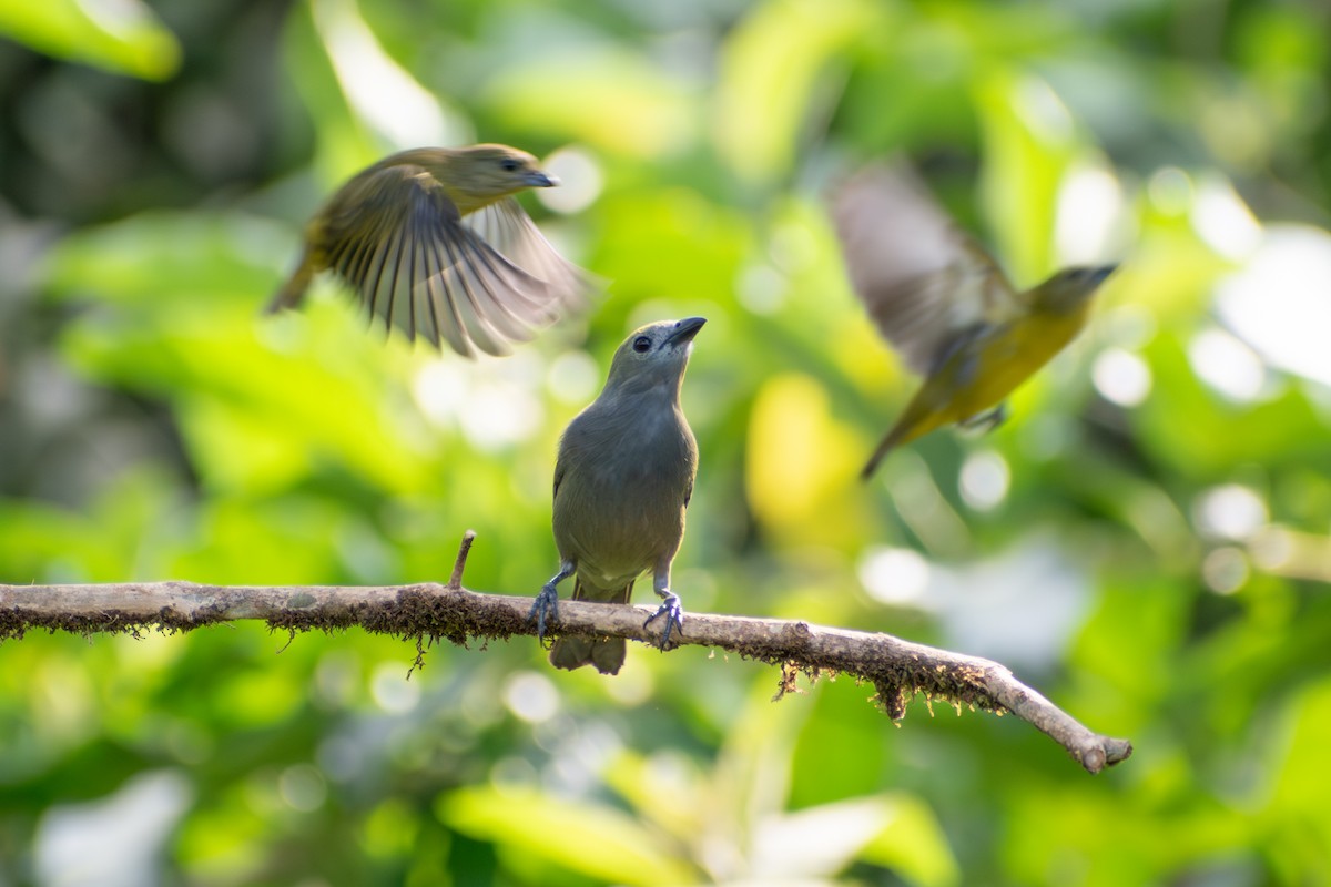 Palm Tanager (Violaceous) - ML647773602