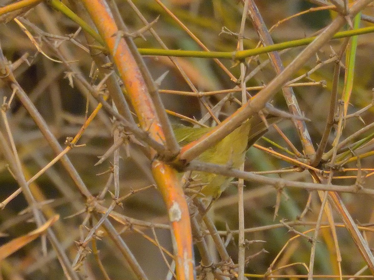 østsanger - ML647773608