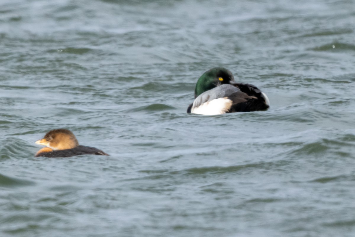 Морская чернеть - ML647773613