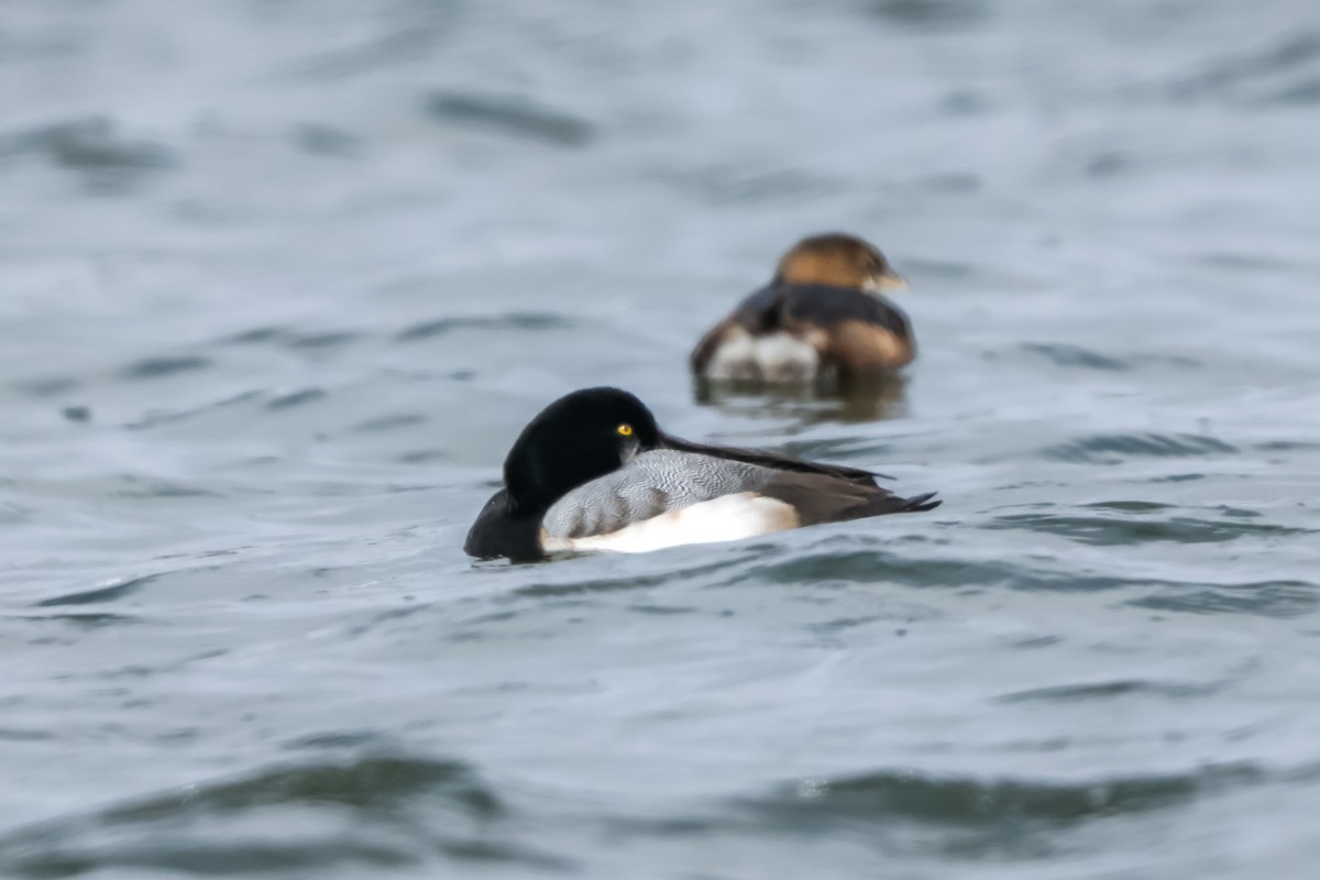 Морская чернеть - ML647773621