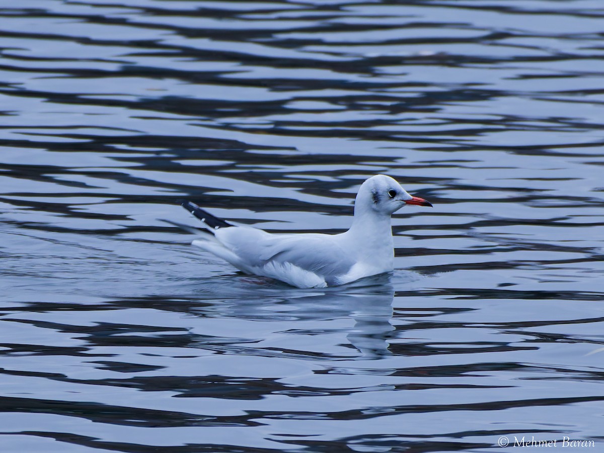 Black-headed Gull - ML647773636