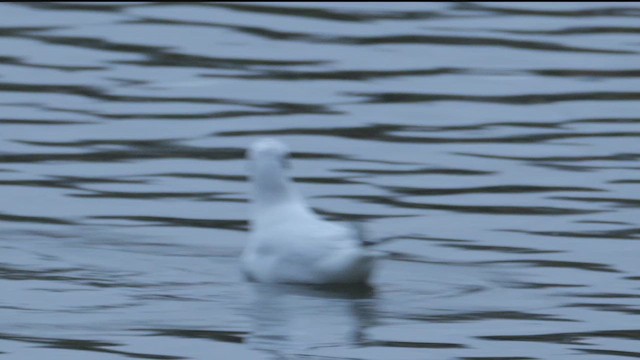 紅嘴鷗 - ML647773639