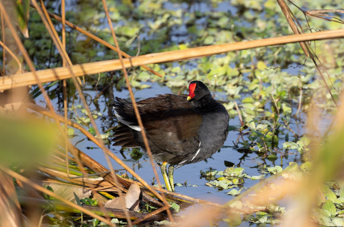 Курочка латиноамериканська - ML647773666