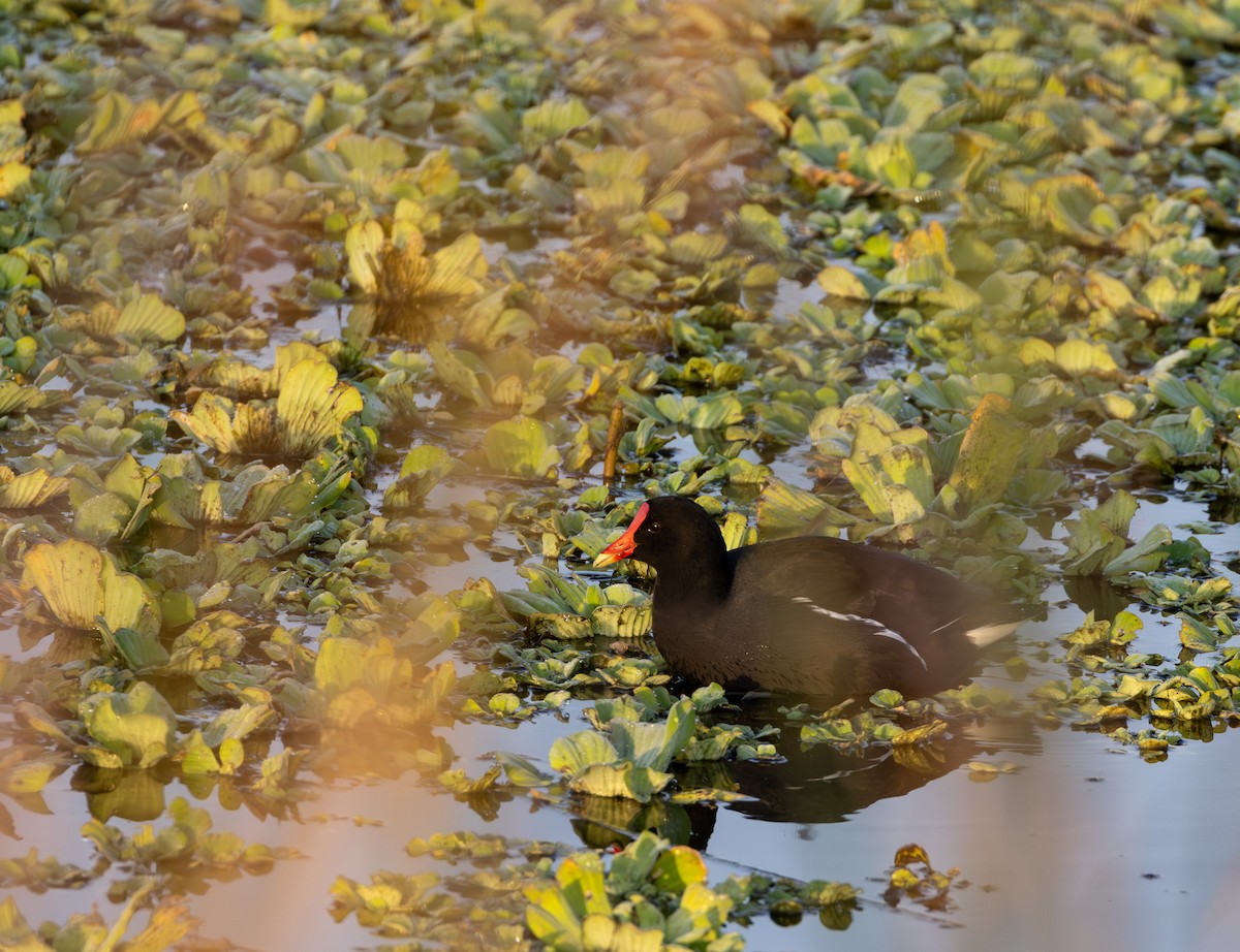 Курочка латиноамериканська - ML647773667