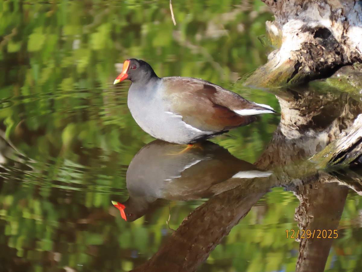 Курочка латиноамериканська [група galeata] - ML647773682