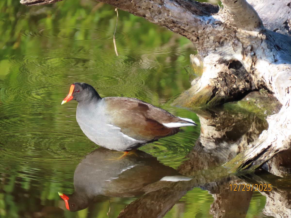 Курочка латиноамериканська [група galeata] - ML647773683