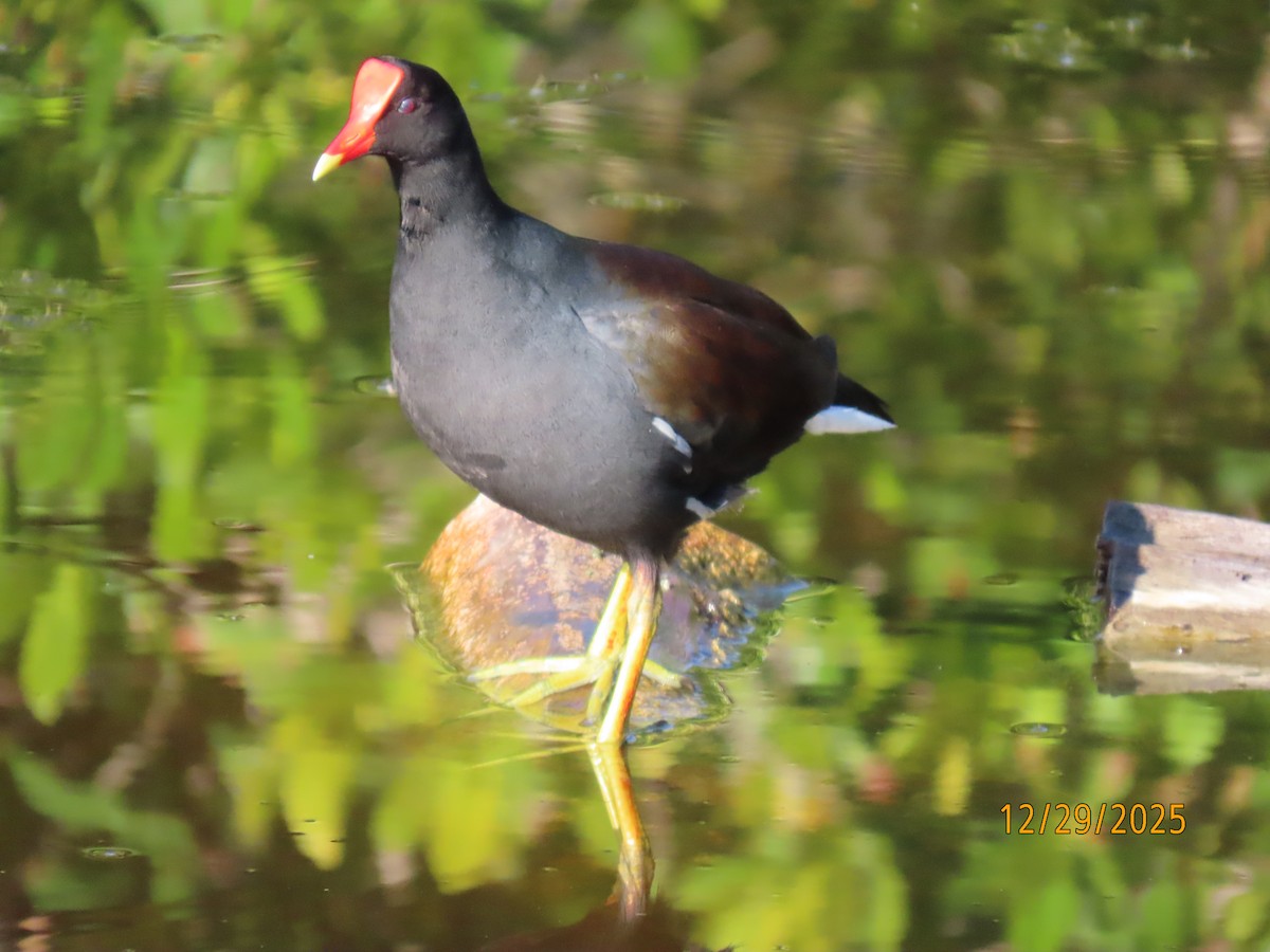 Курочка латиноамериканська [група galeata] - ML647773684