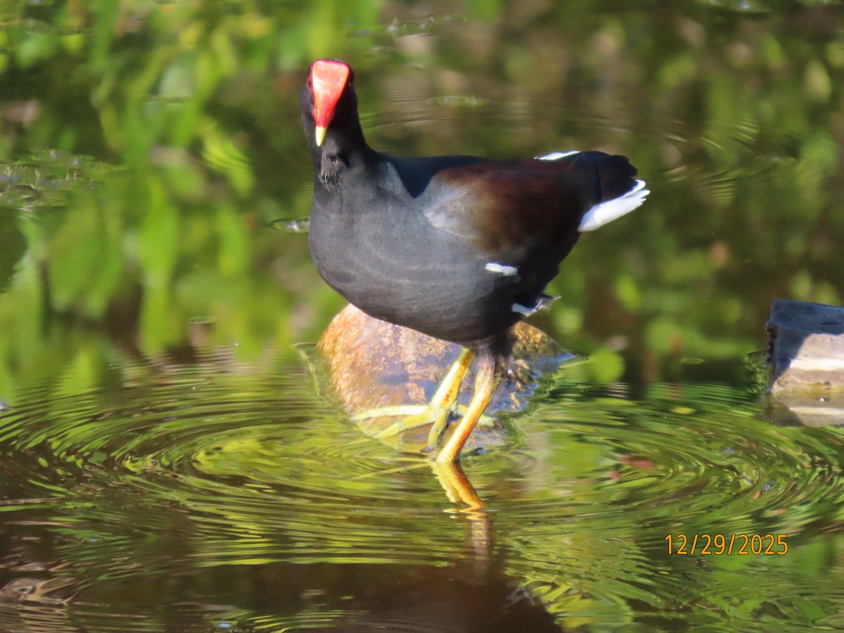 Курочка латиноамериканська [група galeata] - ML647773685