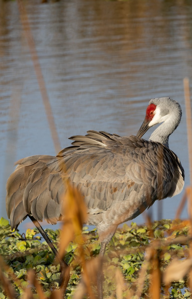 Grue du Canada - ML647773690