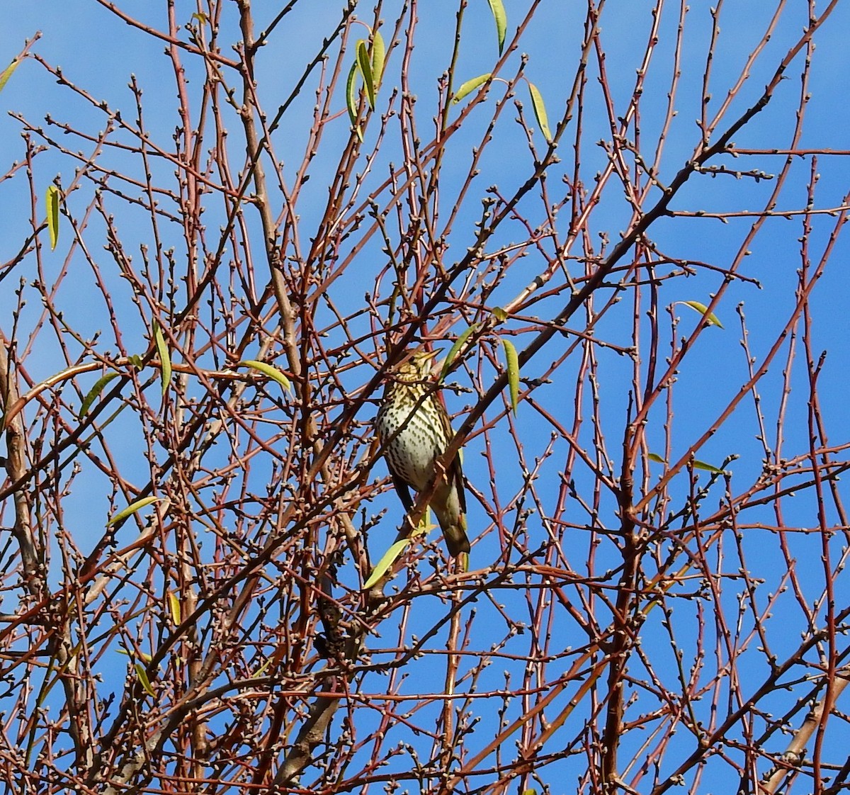 Grive musicienne - ML647773693