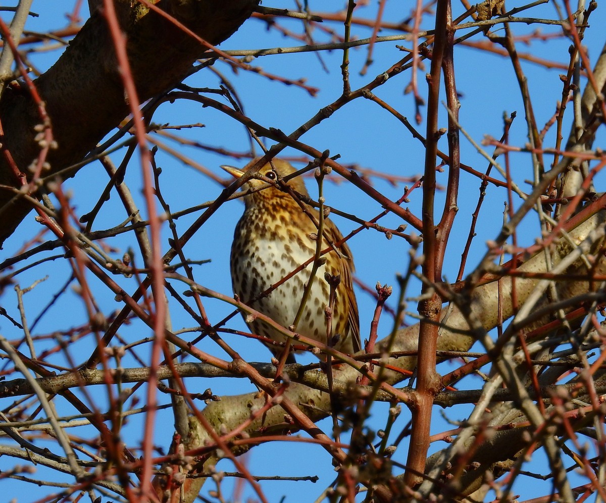 Grive musicienne - ML647773694