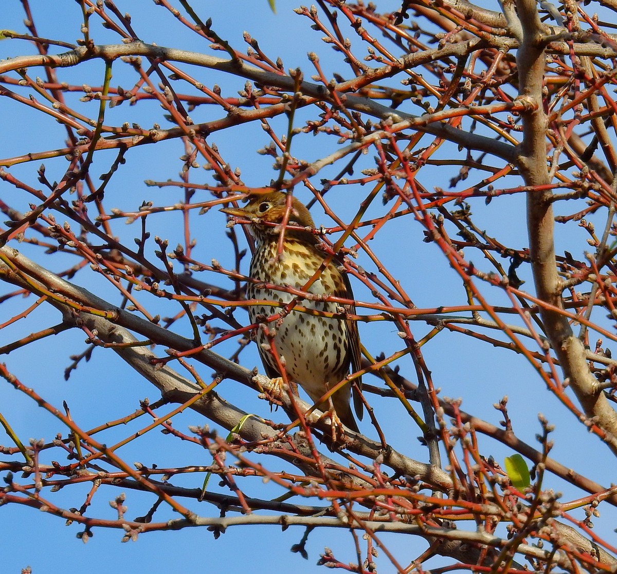 Grive musicienne - ML647773695