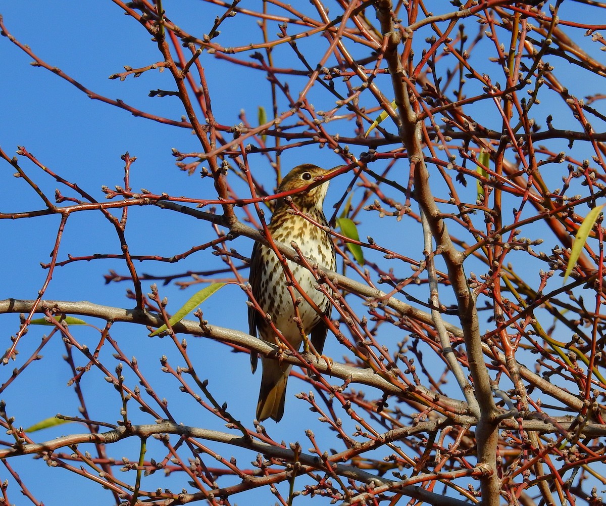 Grive musicienne - ML647773696