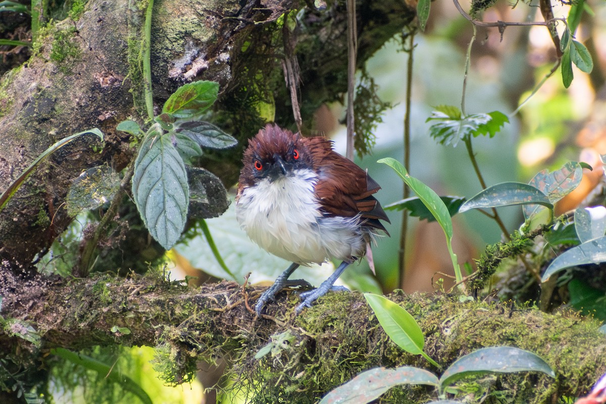 Grand Batara - ML647773699