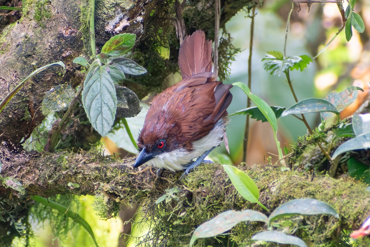 Grand Batara - ML647773700