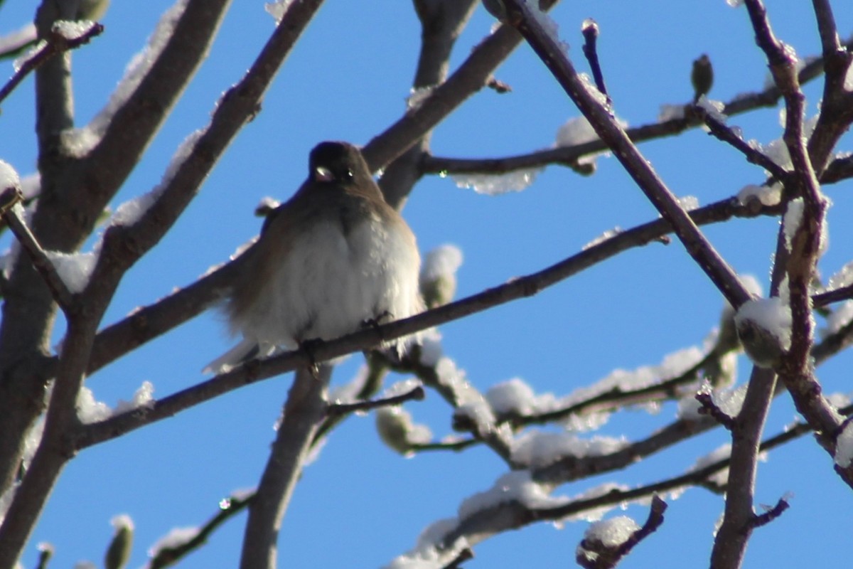 Junco ardoisé - ML647773702