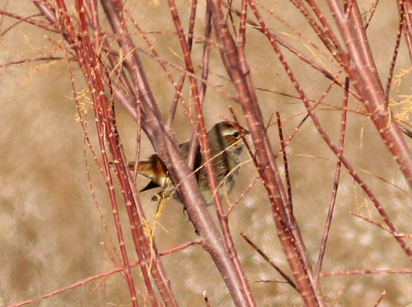 Gorgebleue à miroir - ML647773703