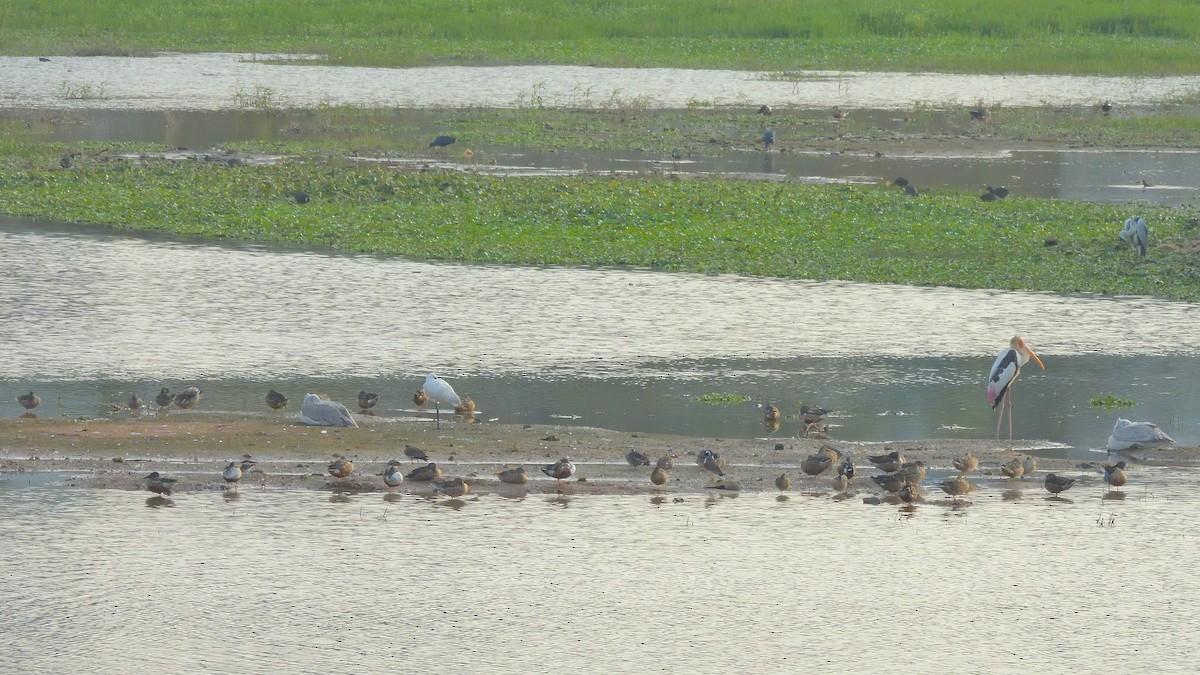 Canard souchet - ML647773704