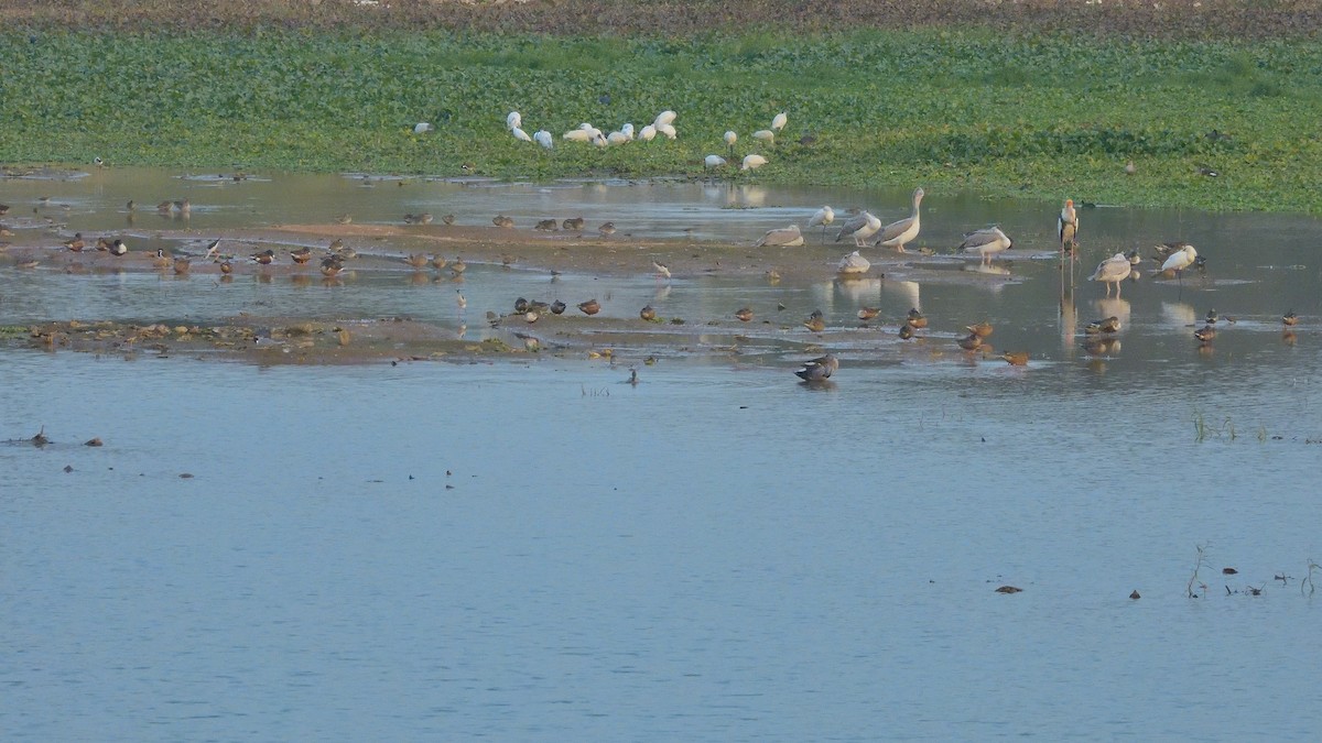 Canard souchet - ML647773706