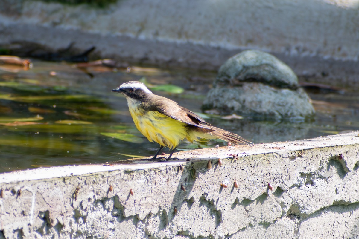 Tyran sociable (grandis) - ML647773707