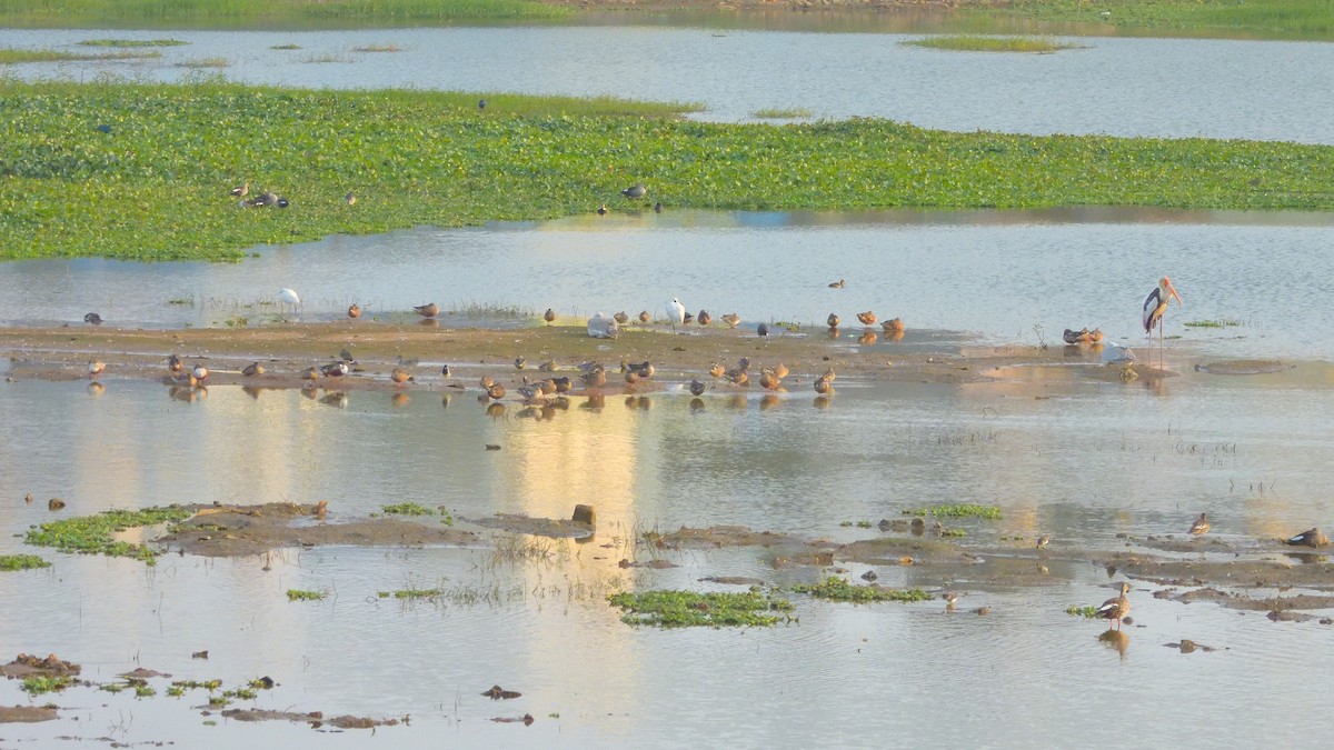 Canard souchet - ML647773708