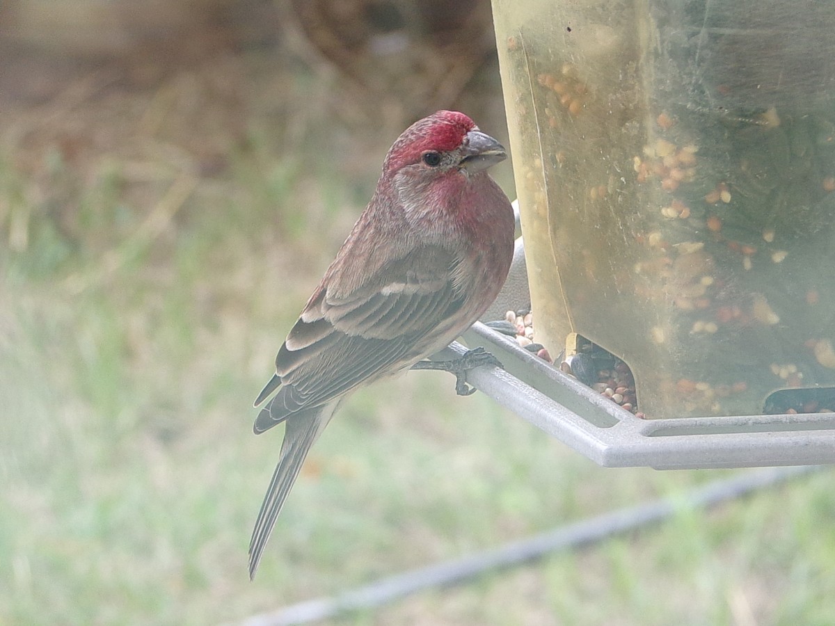 Roselin familier - ML647773710