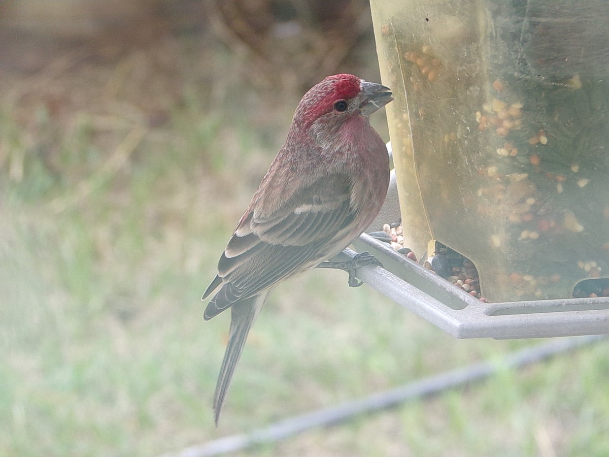 Roselin familier - ML647773711