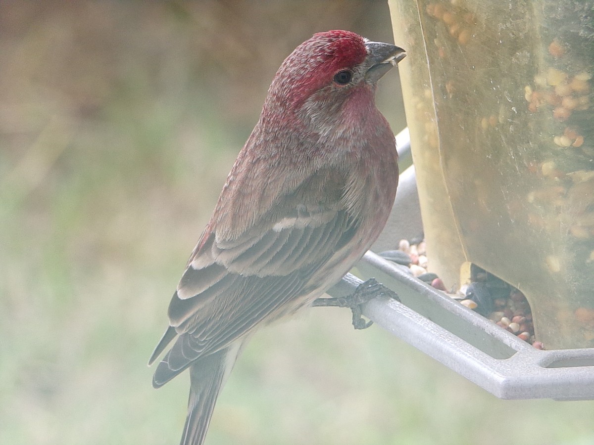 Roselin familier - ML647773712