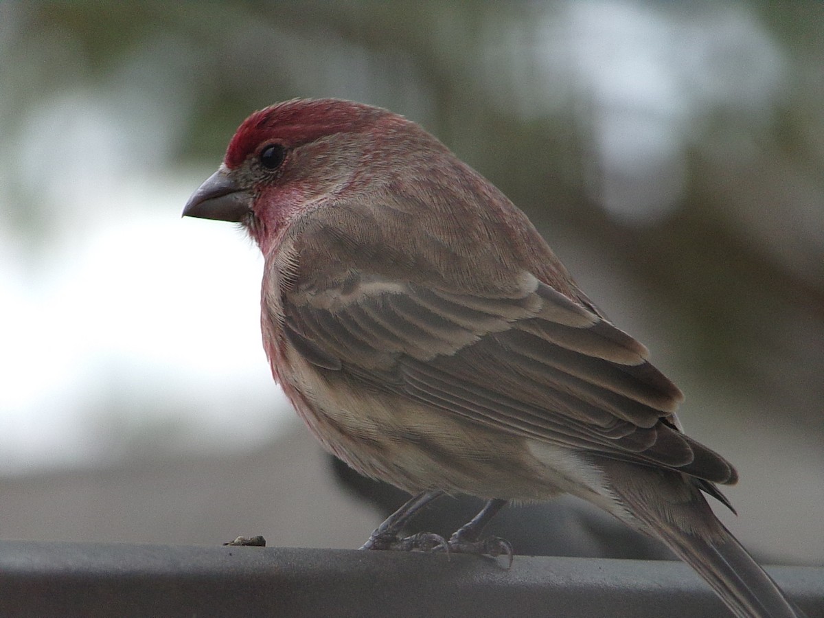 Roselin familier - ML647773713