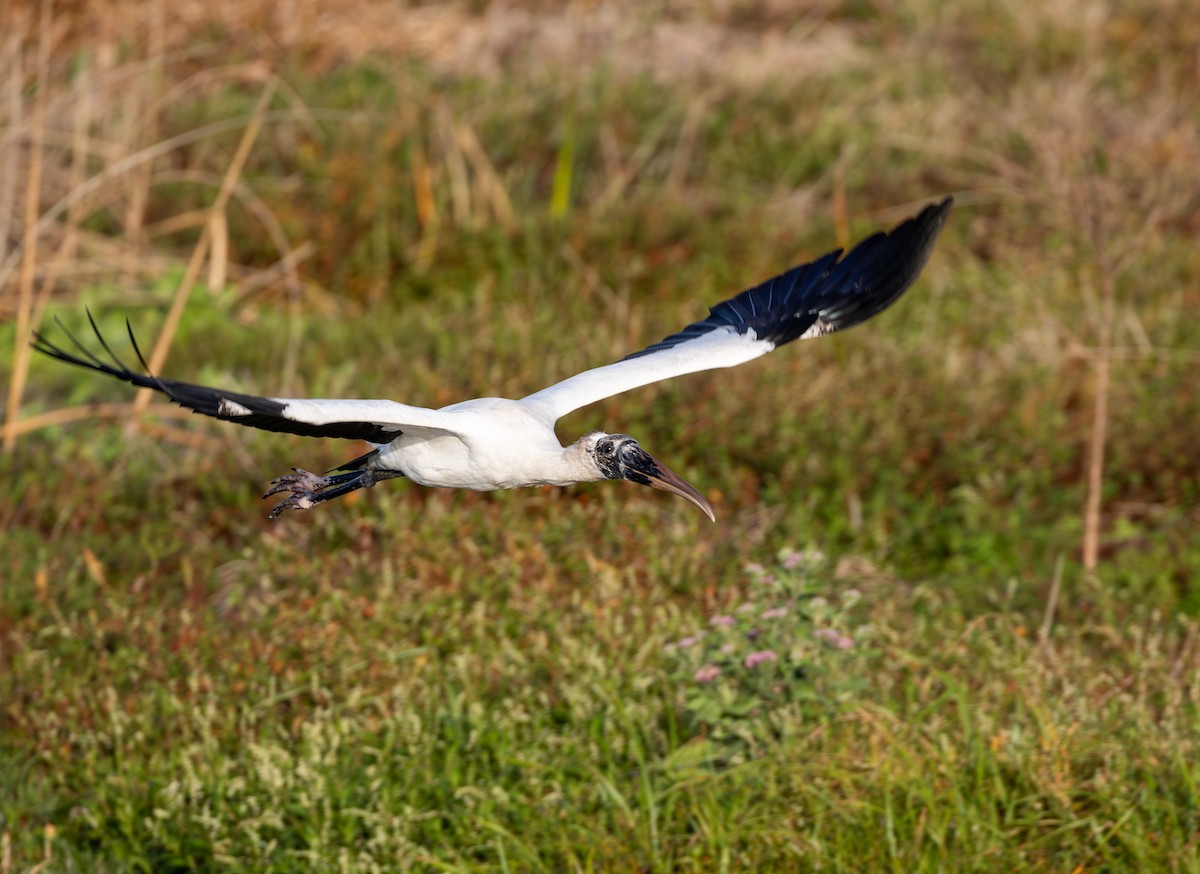 Tantale d'Amérique - ML647773715