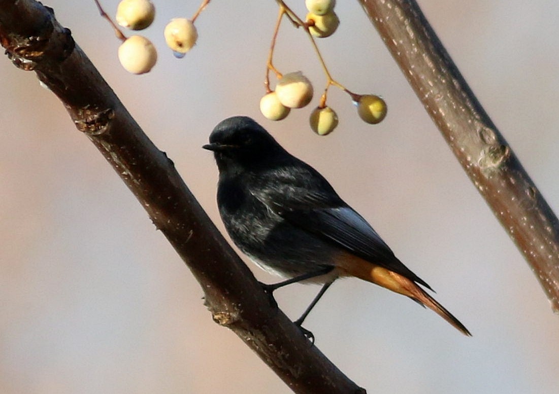 Rougequeue noir - ML647773716