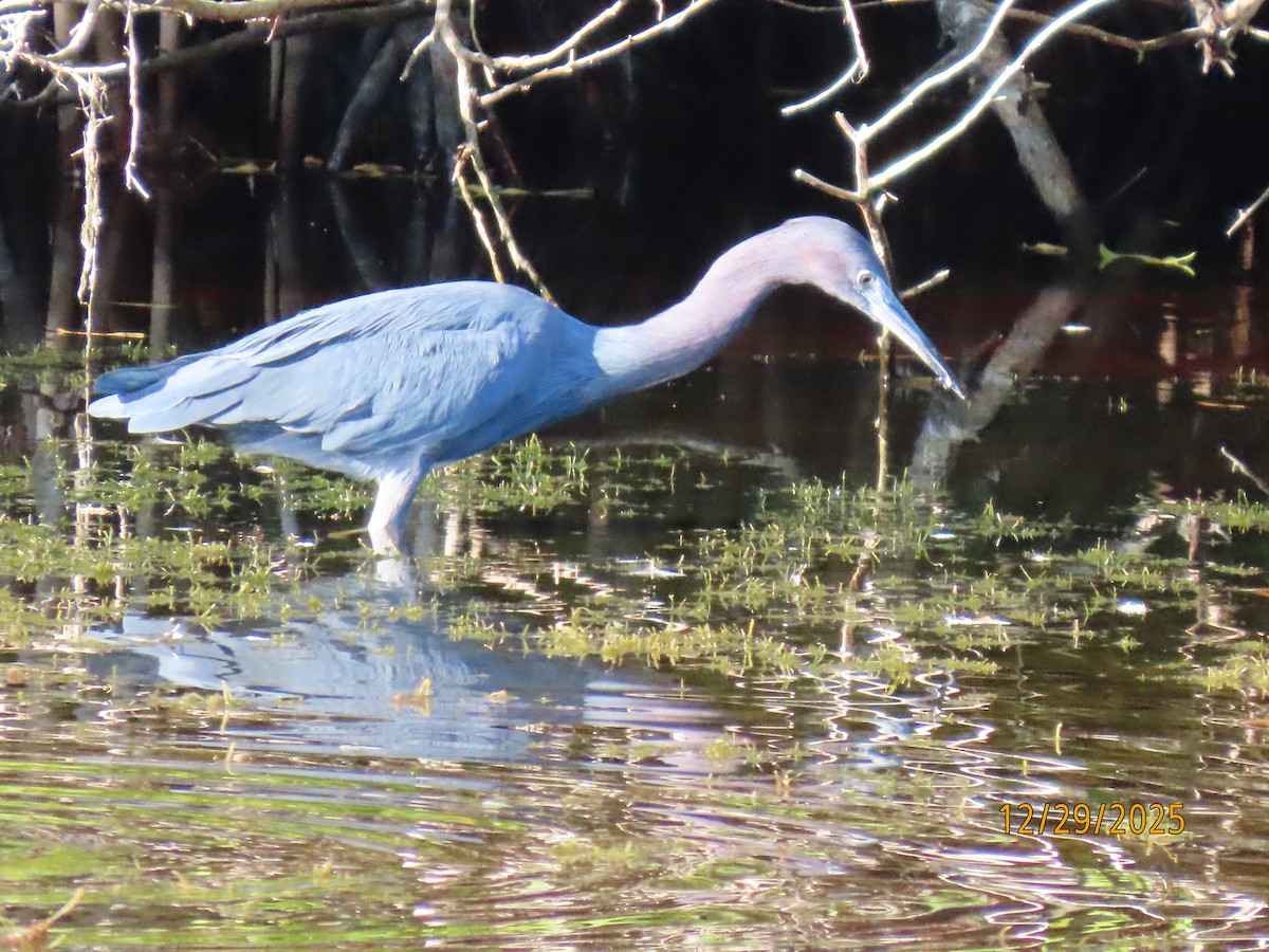 Little Blue Heron - ML647773717