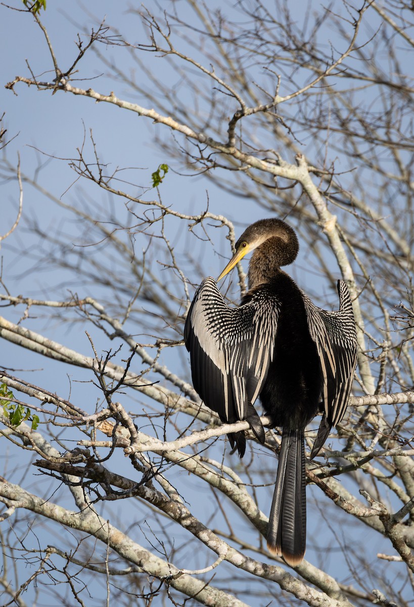 Anhinga d'Amérique - ML647773718