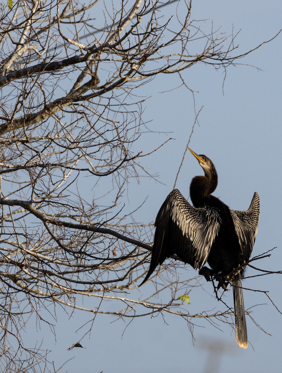 Anhinga d'Amérique - ML647773719