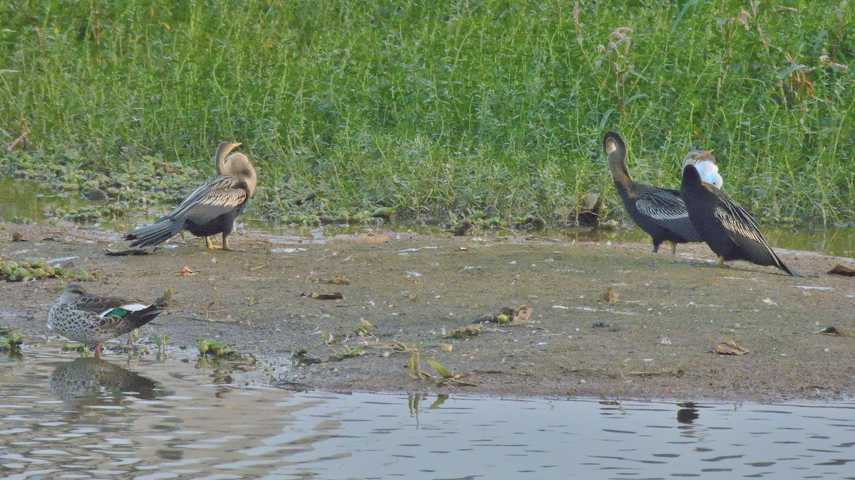 Anhinga roux - ML647773721