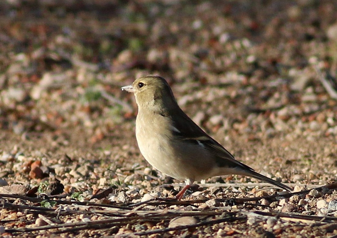 Pinson des arbres - ML647773724