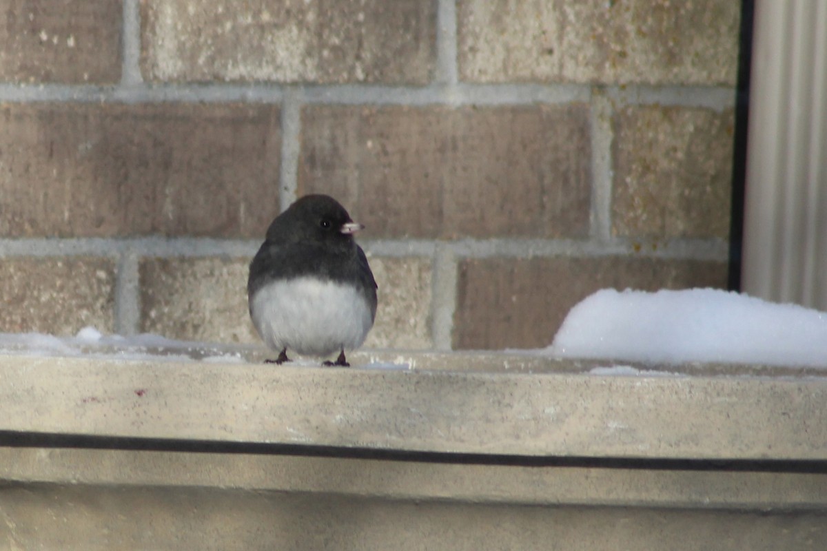 Junco ardoisé - ML647773727