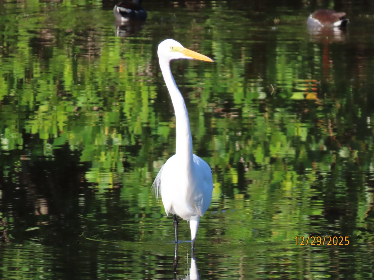 Great Egret - ML647773728