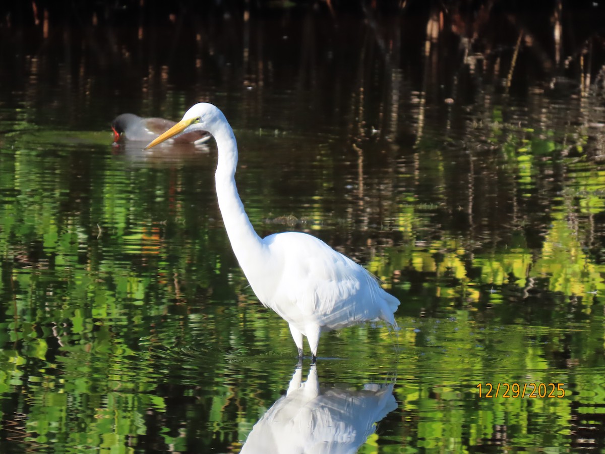 Great Egret - ML647773729