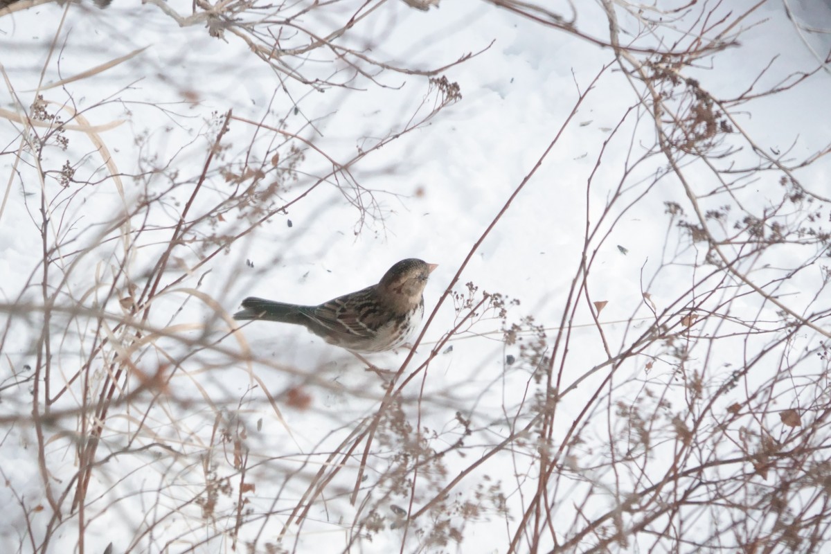 Harris's Sparrow - ML647773755