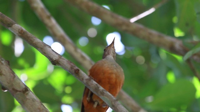 drozd rezavobřichý - ML647773764