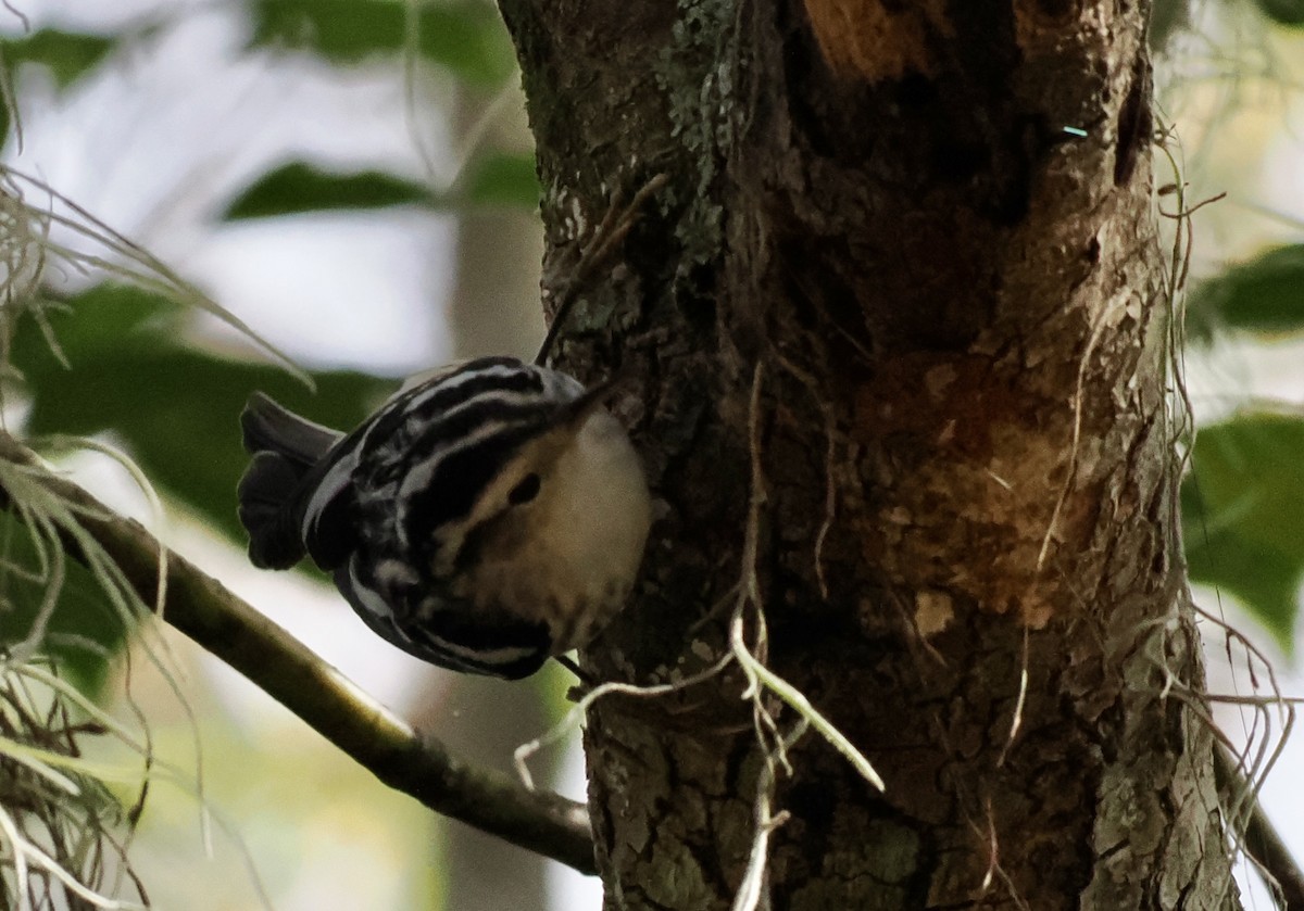 Black-and-white Warbler - ML647773791