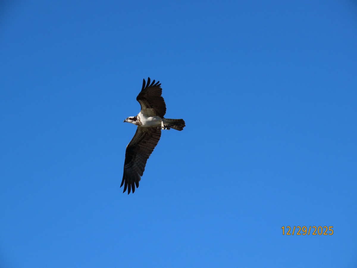 Osprey (American) - ML647773800